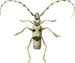 甲虫昆虫插画