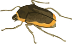 甲虫昆虫插画