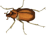 甲虫昆虫插画