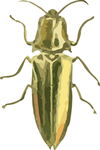 甲虫昆虫插画