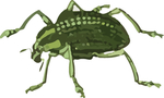 蚜虫昆虫插画