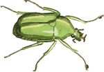甲虫昆虫插画