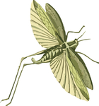 蚂蚱昆虫插画