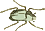 甲虫昆虫插画