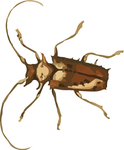 长须甲虫昆虫插画