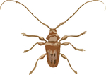 长须甲虫昆虫插画