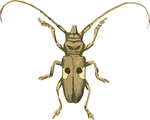 长须甲虫昆虫插画