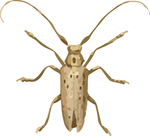 长须甲虫昆虫插画