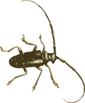 长须甲虫昆虫插画