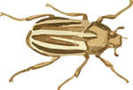 甲虫昆虫插画