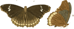 蝴蝶昆虫插画