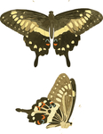 蝴蝶昆虫插画
