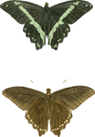 蝴蝶昆虫插画