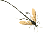 蜻蜓昆虫插画