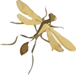 飞蚁昆虫插画