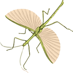 竹节虫昆虫插画