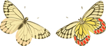 蝴蝶昆虫插画