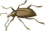 甲虫昆虫插画
