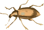 甲虫昆虫插画