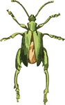 甲虫昆虫插画