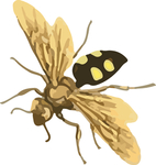 蜂蜜昆虫插画