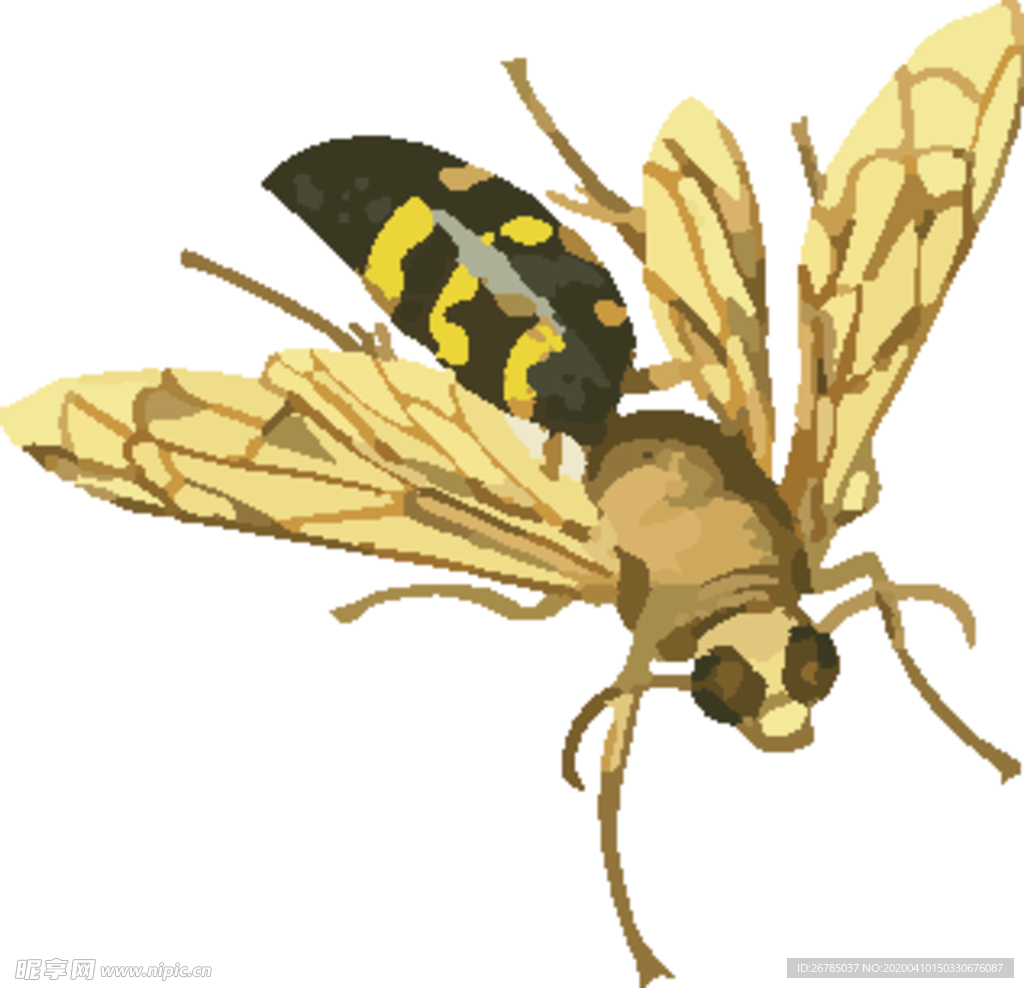虎头蜜蜂昆虫插画