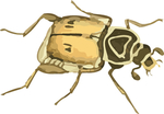 甲虫昆虫插画