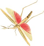 蚊子昆虫插画