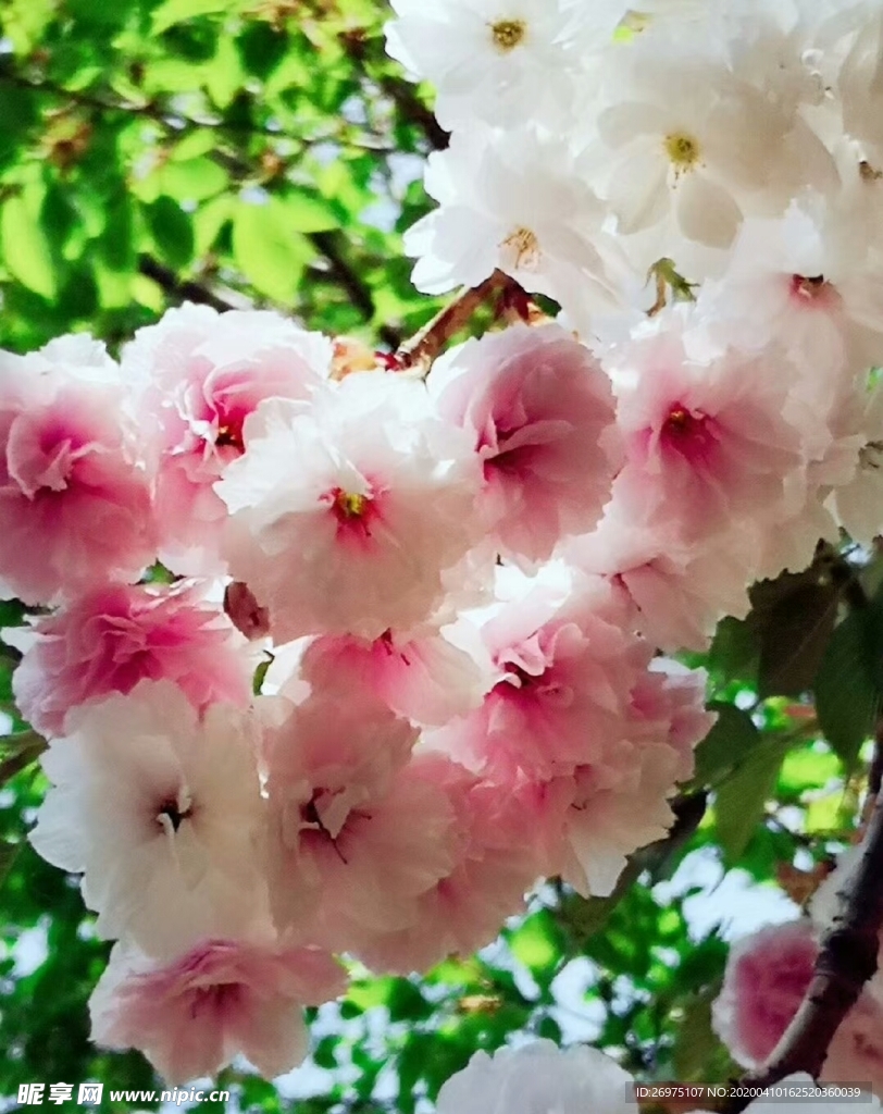 樱花