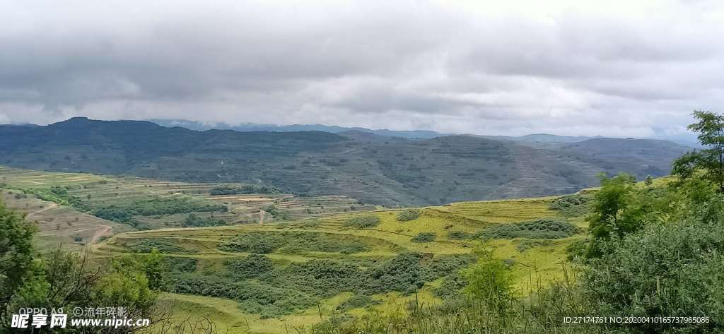 麦地 阴天 高山 山丘 草地