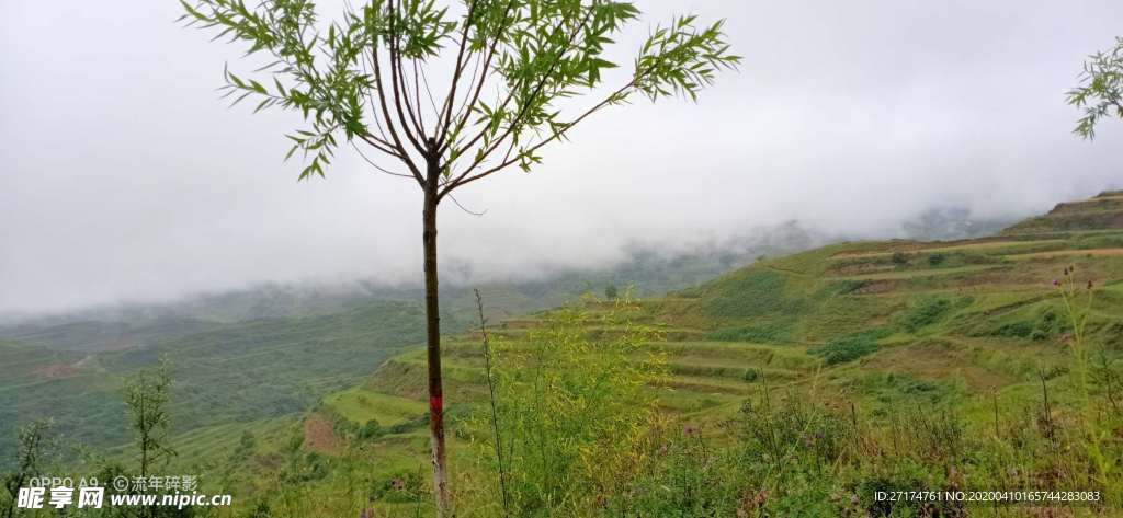 小树 草地 阴天