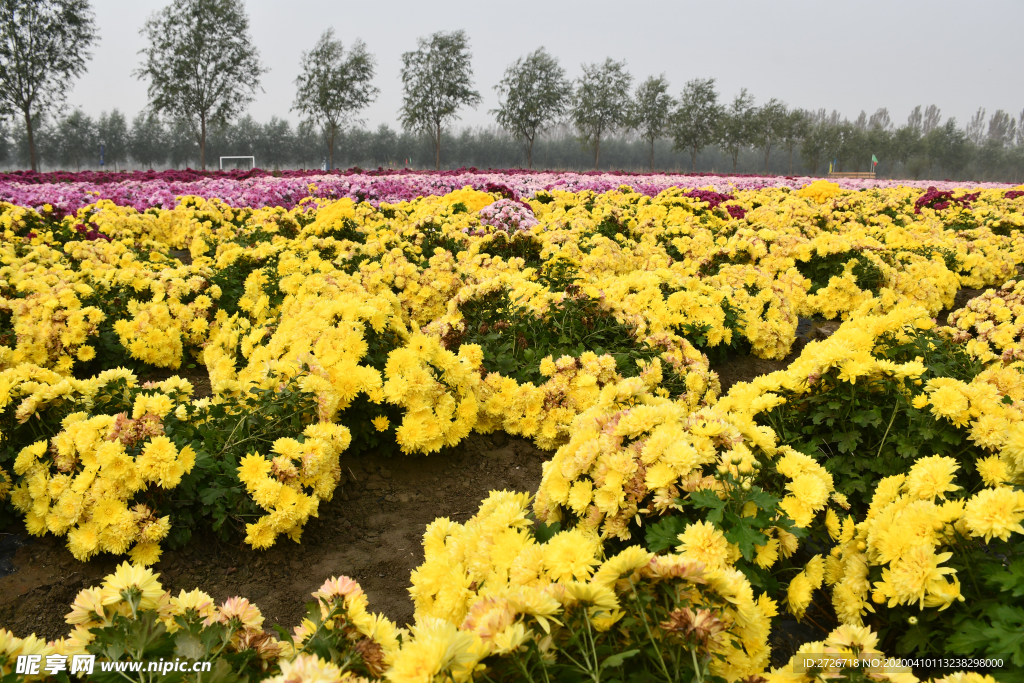 菊花