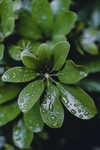 谷雨绿叶水滴