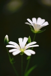 花卉