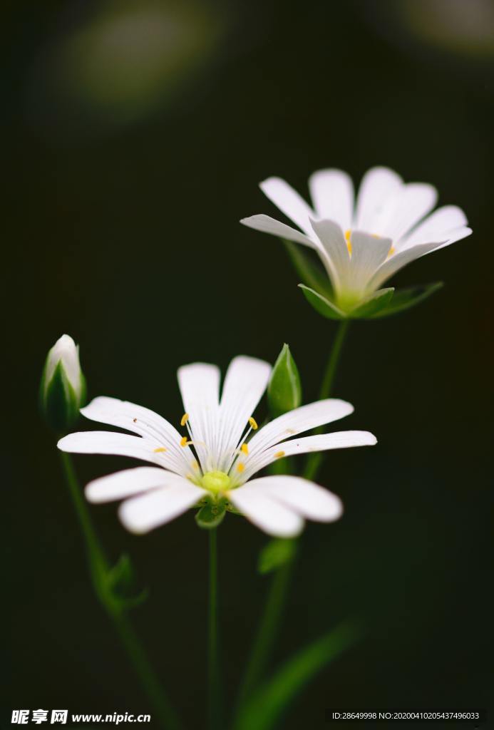 花卉