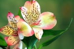 花卉