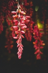 花卉