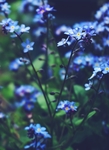 花卉