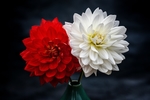 花卉