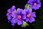 花卉