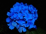 蓝花