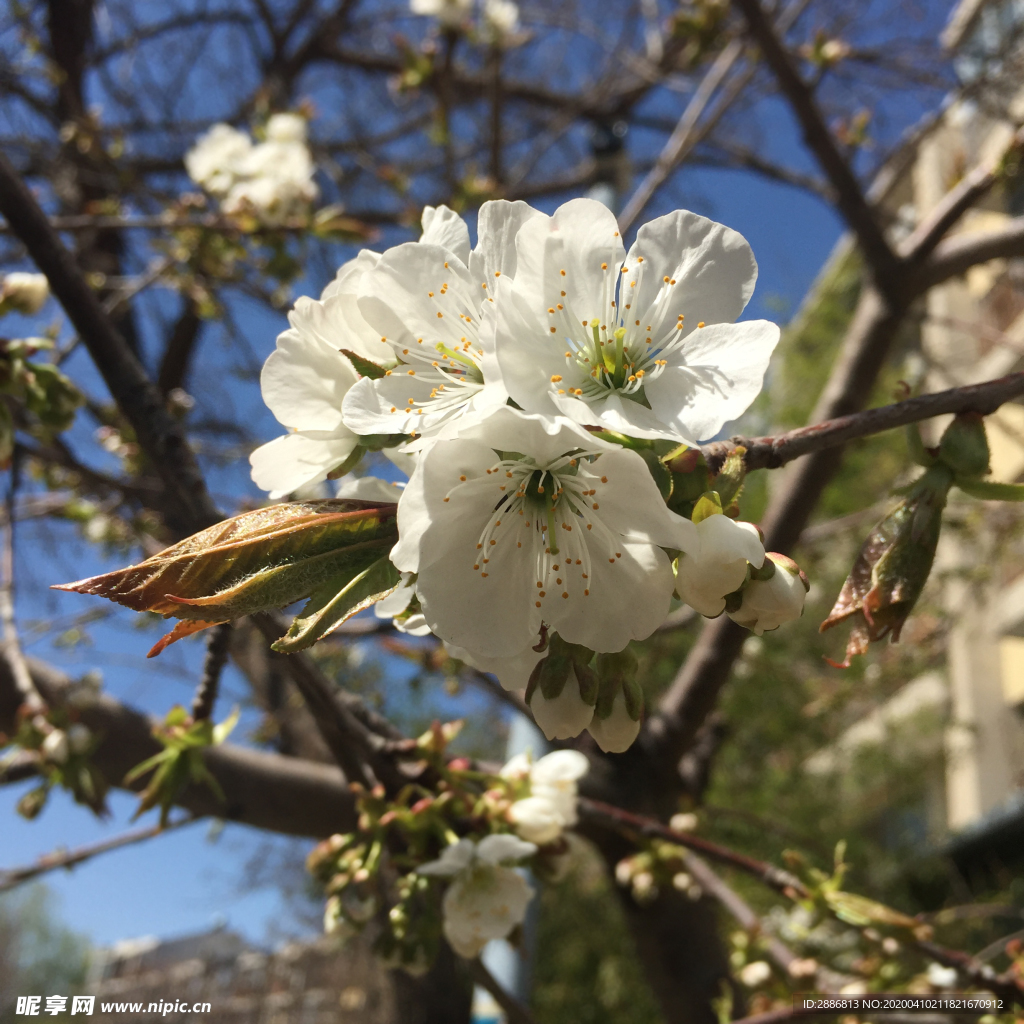 白的桃花