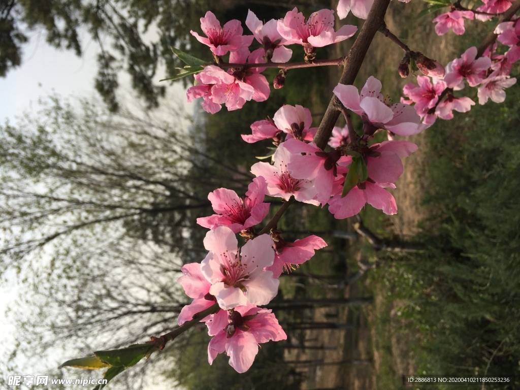 桃花