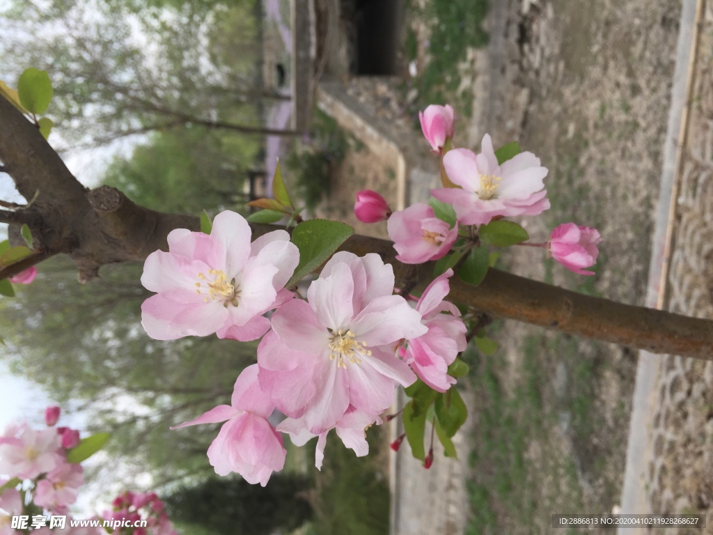 桃花