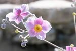粉色花朵