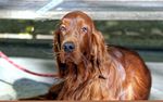 犬 狗 拉布拉多 拉布金毛