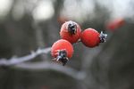 收获 新鲜 新鲜水果 有机 柿