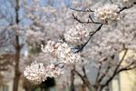 樱花 樱花素材 春景 春天 春
