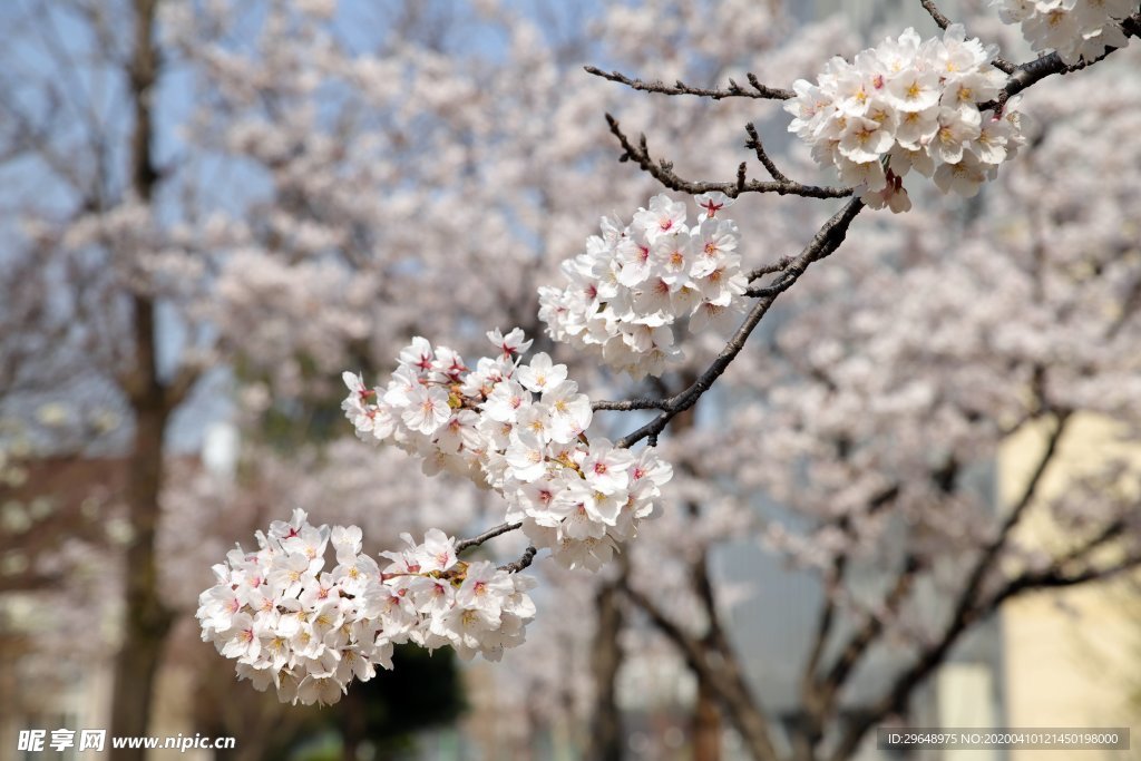 樱花 樱花素材 春景 春天 春