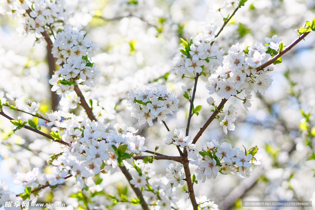 樱花 樱花素材 春景 春天 春